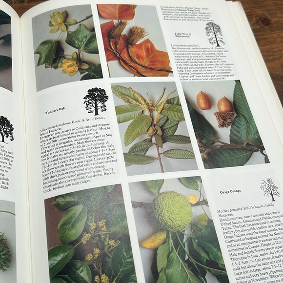 Vintage Hardcover Book 1978 Edition Trees In Britain, Europe And North America - Picture 12 of 16